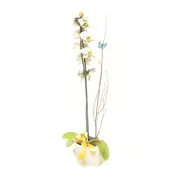 Blooming Orchid Plant
