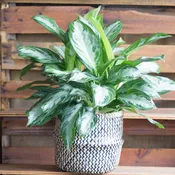 Aglaonema Silver Bay