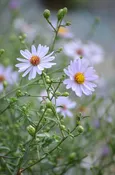 Prairie Aster