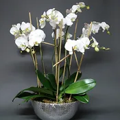 Orchids