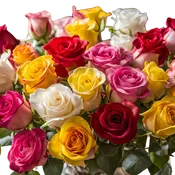 Big Everything — Multicolor Roses