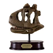 Carnotaurus Skull Model