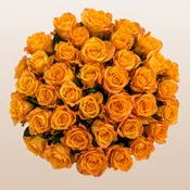 Aloha Orange Roses | Fresh Cut Orange Roses from Ecuad