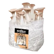 Organic King Trumpet Mushroom Grow Kit Fruiting Block