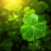 4 Leaf Clover Fragrance Oil