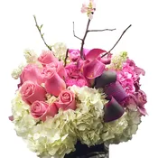 Bella Rose By Newport Florist NF250