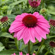 SunMagic® Vintage Hot Pink Coneflower (Echinacea)