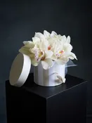 Orchidea