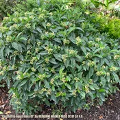 Bahama Coffee (Psychotria ligustrifolia)