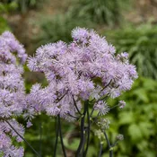'Cotton Candy' Meadow Rue (Thalictrum)