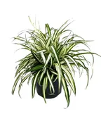 6.5" SPIDER PLANT