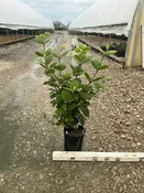 Korean Spice Viburnum