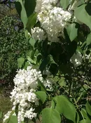 Syringa hyacinthiflora ‘Mt Baker’