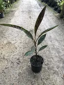 Musa 'Zebrina Rojo' — Excelsa Gardens
