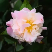 High Fragrance Japonica (Hybrid)