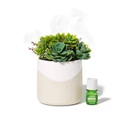 Diffuser - Succulent Plant Two Toned