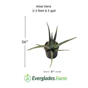 Aloe Vera Medicinal Plant