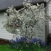 Aronia arbutifolia ‘Brilliantissima’  – Brilliant Red Chokeberry