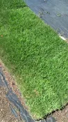 Empire Zoysia