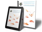 Essential Bonefish Flies - Andros (eBook)