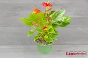 ANTHURIUM – RED 6IN