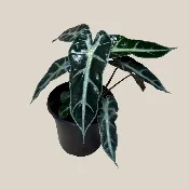 Alocasia Bambino (Alocasia Amazonica ‘Bambino’) – 4 Inch Indoor Houseplant