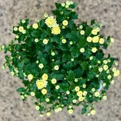 5.25" White Annual Mum