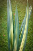 Hala Leaf