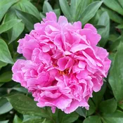 Alexander Fleming Peony