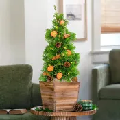 Citrus and Spice Potted Arborvitae Tree