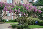 Purple Zuni Crape Myrtle Trees