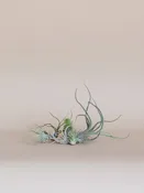 Air Plant