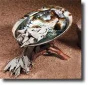 Abalone Shell SM