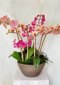 Deluxe Jewel-Tone Phalaenopsis Orchid Planter