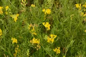 Birdsfoot Trefoil