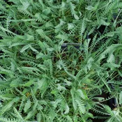 Achillea 'Coronation Gold'