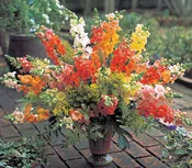 Antirrhinum majus ‘Chantilly’ Snapdragon