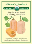 Baby Butternut Squash - Climbing Honey Nut Organic