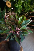 Aglaonema Red Siam 10"