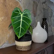 Alocasia Micholitziana 'Frydek' Elephant Ear