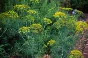 Anethum graveolens 'Superdukat' (3.5") | Dill (3.5")