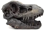 Dino Dig Trex Skull Fossil Replica 14 inch