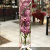 Simply Cymbidium