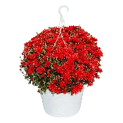 10" Hanging Basket Mum Stellar Red