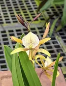 Brassavola nodosa x Anacheilium sceptrum