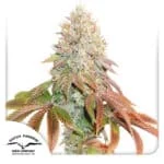 Banana Blaze Autoflower By Dutch Passion Seed Company - Kind Seed Co