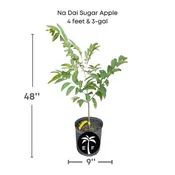 Na Dai Sugar Apple Vietnamese, Sweetsop, Annona Tree