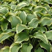 ‘Atlantis’ Hosta