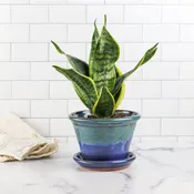 6" Planter-