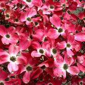 Cherokee Brave Dogwood Tree